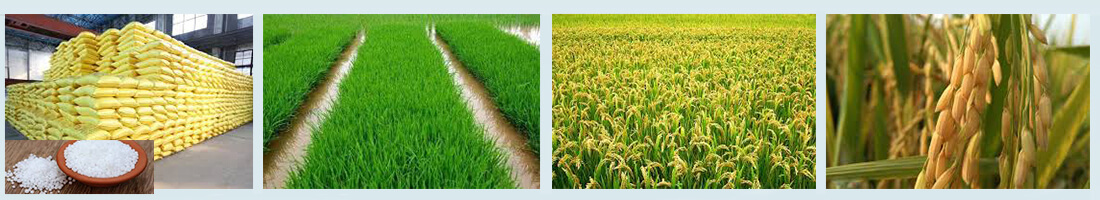 堆漚有機(jī)肥及對(duì)農(nóng)作物施用技術(shù)